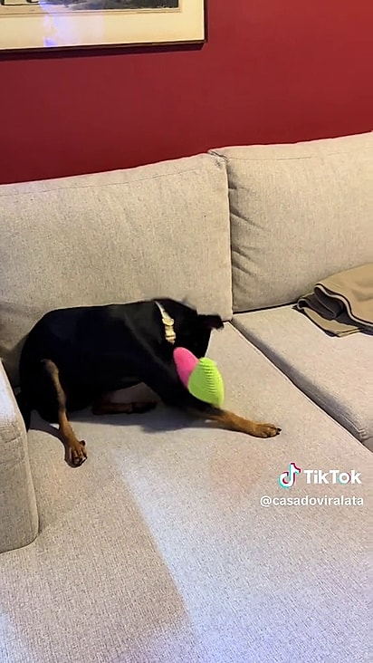 A cachorrinha tem apenas um ano e meio e agora receberá muito amor.