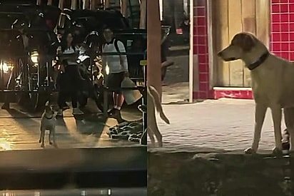 (Foto: Instagram / @leticialucenaf)