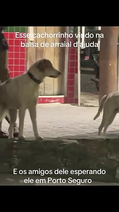 O trio pode ser encontrado na balsa ou passarela.