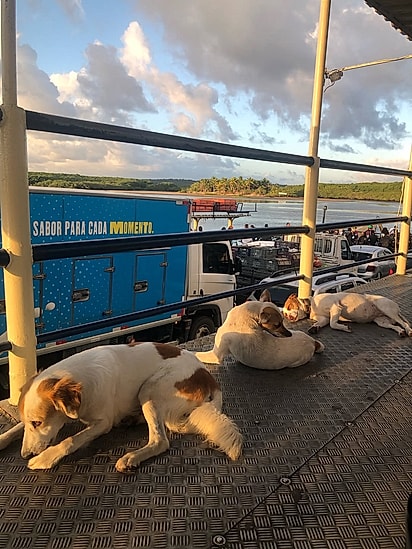 Os cães amam viver na balsa.
