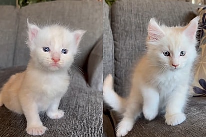 Em apenas 8 meses filhote de gato fica quase maior que tutora e tamanho impressiona