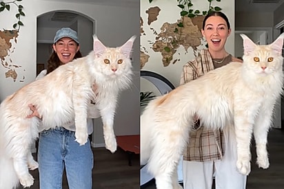 O Maine Coon com 11 meses (esquerda) e um ano (direita).