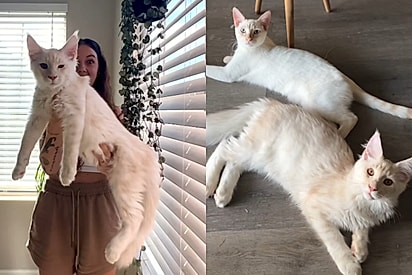 Aos três meses, ele já era maior que um gato adulto da casa.