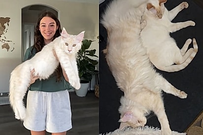 Como estava o gato aos seis meses.