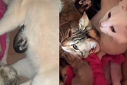 Gata Nazaré sai para a rua e volta com filhotes de outra espécie grudados nela e a tutora tem a melhor atitude (Foto: TikTok/@lerissafernanda)