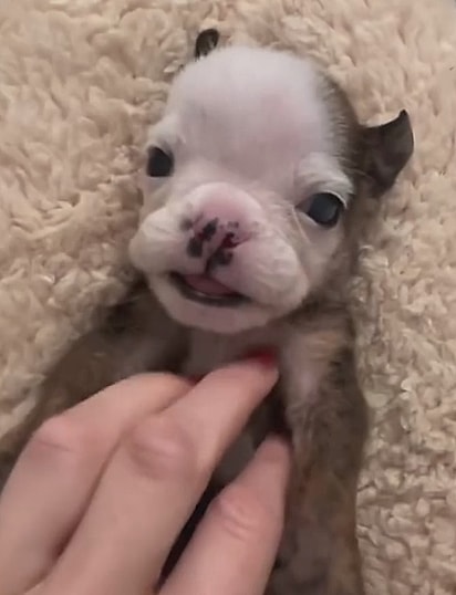 Walter era um filhote minúsculo.