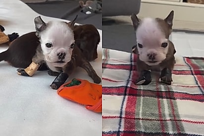 Mini filhote que não podia andar recebe ajuda de cadelinha especial e surpreende a todos com primeiro passo