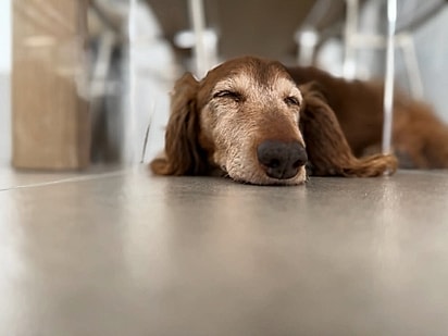 Weenie é um cachorrinho idoso de 16 anos.