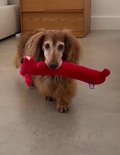 Winnie tem vivido seus anos dourados cercado de muito amor, cuidado e a tranquilidade que sempre mereceu.