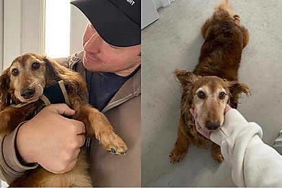 Casal se encanta por cão salsicha de 14 anos e decide lhe dar os melhores últimos anos de vida: Ele merece.