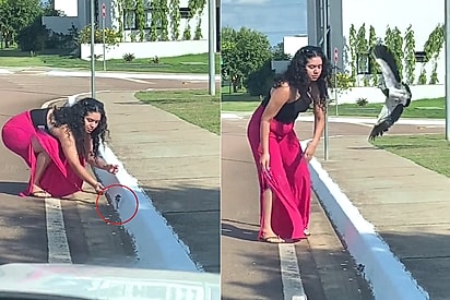 Moça tenta ajudar filhote de pássaro, mas não contava que mãe não aprovaria sua atitude