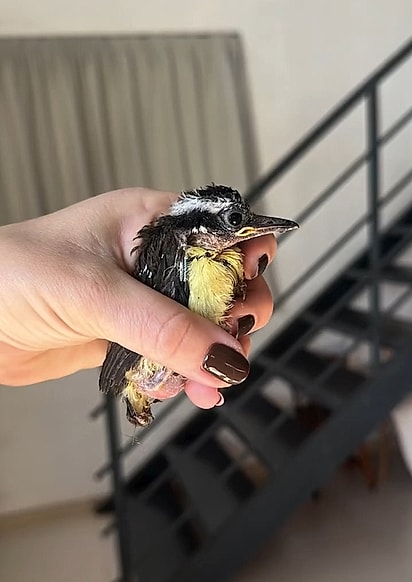 Por quatro semanas, Margone Perondi cuidou do filhote de bem-te-vi.