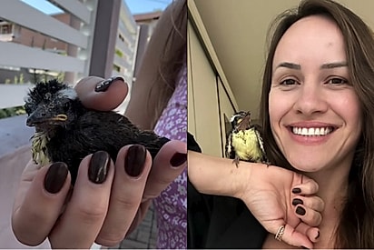 Moça passa 4 semanas cuidando de filhote debilitado, ele se torna pássaro lindo e despedida emociona.