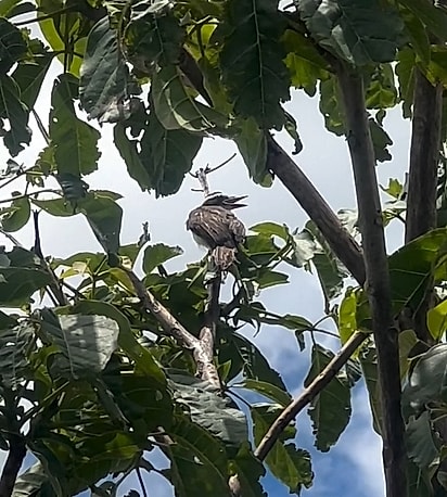 Pi está livre, vivendo exatamente como Margone desejou: leve, forte e feliz.