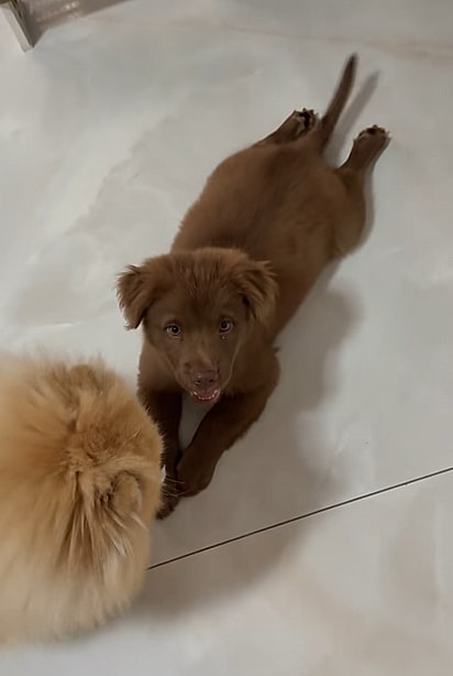 Ravioli conhecendo o irmão mais velho.