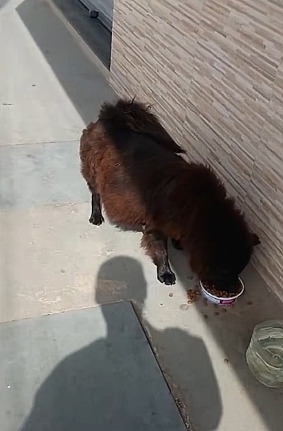 A mãe do cãozinho foi encontrada nas ruas, grávida e debilitada.