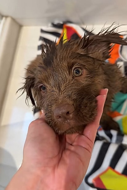 Ravioli em seu primeiro banho.