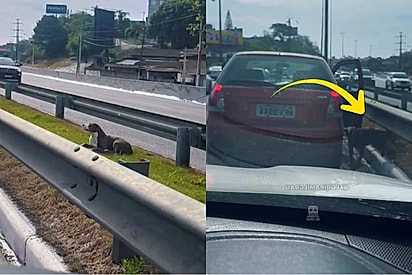 Motorista recebe buzinadas ao parar o carro para salvar cachorrinho em via movimentada e caso chama atenção.