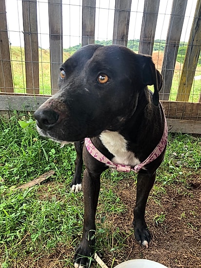 Mônica procura desesperadamente por alguém.