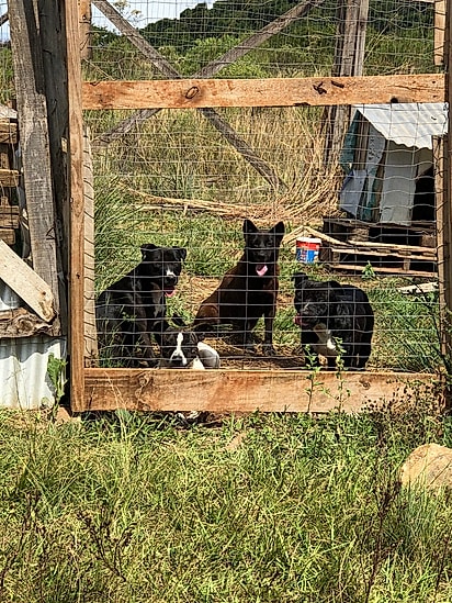 Dois irmãos de Mônica foram adotados.