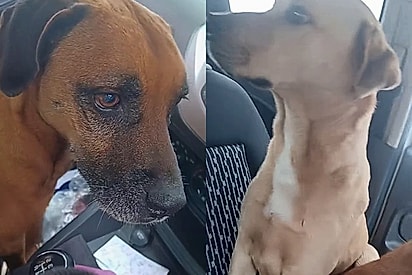 Protetora se choca ao descobrir o paradeiro de mãe e filhote caramelo que ela protegia diariamente