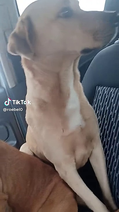 Felizmente os dois foram encontrados juntos.