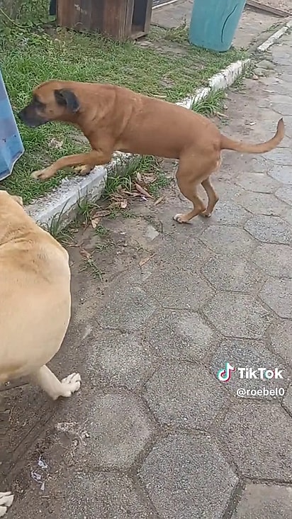 Os cães retornaram para suas casinhas.