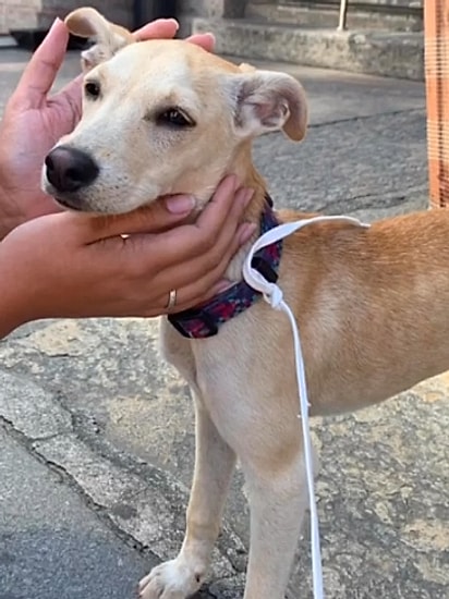 Alice improvisou uma coleira com o cadarço do próprio tênis.