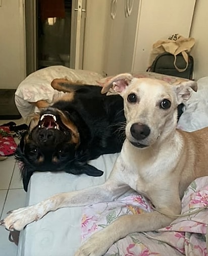 Os dois se tornaram melhores amigos.