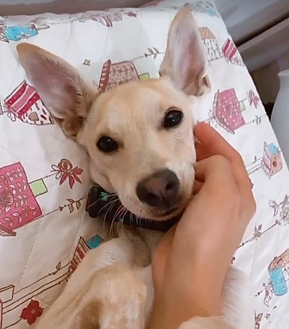 Cachorrinha Filomena.