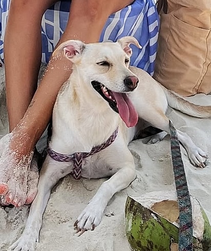 Filó atualmente, aproveitando a praia.