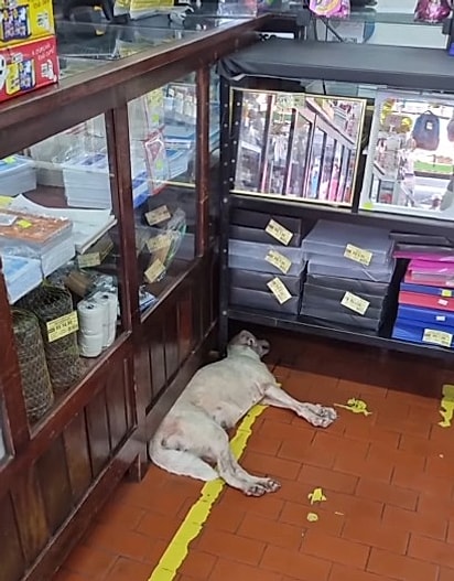 Nina decidiu entrar em uma loja.