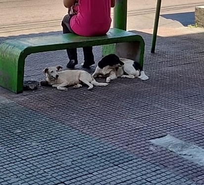 Nina morava um banco de parada de ônibus com outra cachorrinha.
