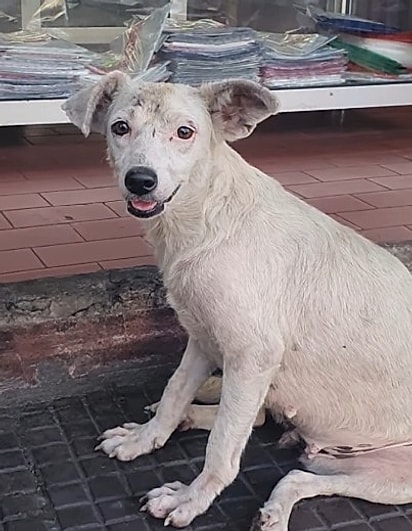 Quando a outra cachorrinha foi adotada, Nina Tapioca ficou totalmente sozinha.