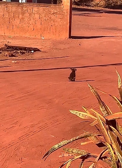 Ela caminhou para o meio da rua, como se implorasse para ser notada. 