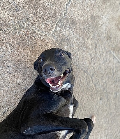 Chloe já adulta e saudável.