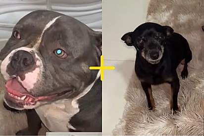 Tutora mostra seu cão de pinsher com american bully e comportamento chama atenção