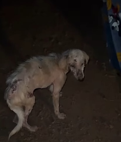 A cachorrinha foi encontrada no escuro, em um trecho isolado.