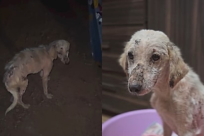 Flores em vida: Cachorra medrosa encontrada quase sem pelos floresce ao receber amor pela primeira vez