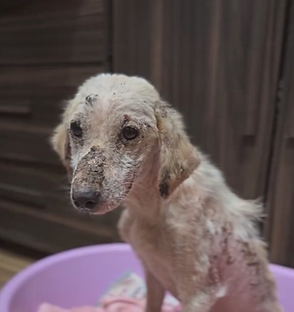 A cachorrinha estava coberta de sarna.