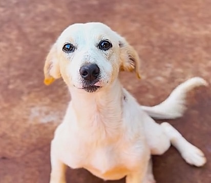 Cachorrinha Santinha atualmente.