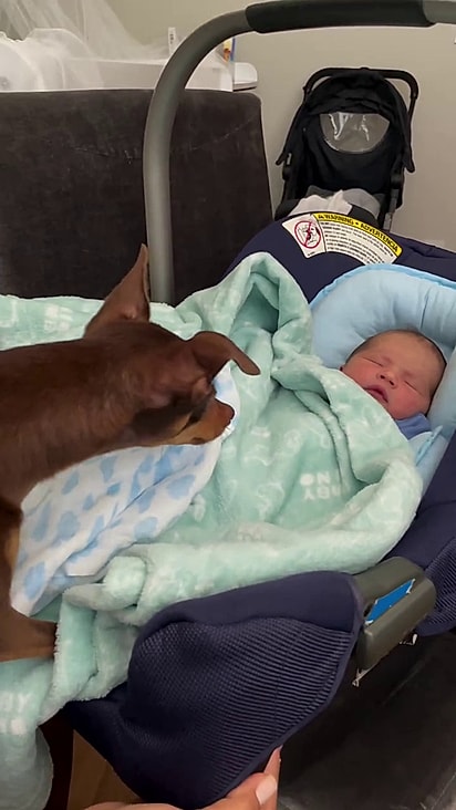 Toddy foi muito cuidadoso ao conhecer Rael.