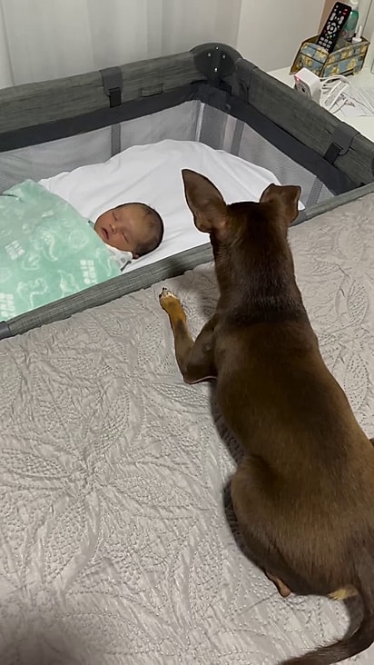 Quase imediatamente Toddy passou a proteger o pequeno Rael.