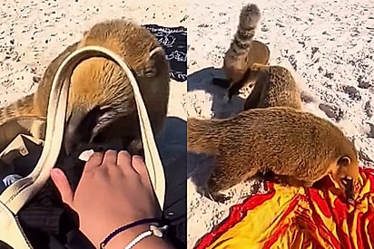 Em ilha paradisíaca de SC, turista é cercada por animais e tenta conversar, mas eles mostram que não queriam papo