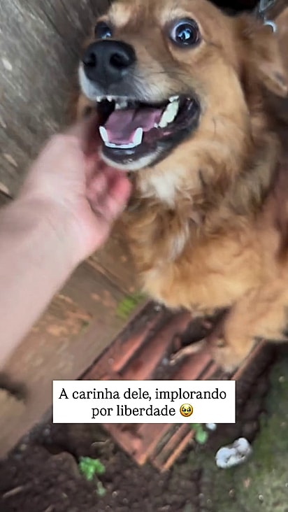 O cão implorava para ser libertado.