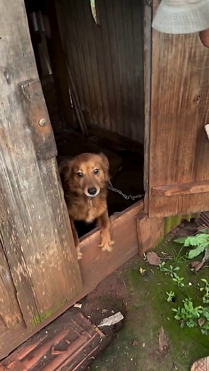 Paçoca vivia em uma espécie de porão.