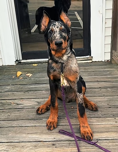 Nessa foto, Goldryn tinha 18 semanas. 