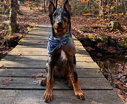 Goldryn, um filhote da raça Beauceron.