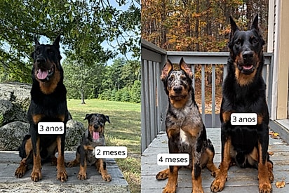 Goldryn em comparação a Tarot, o outro cão da casa.