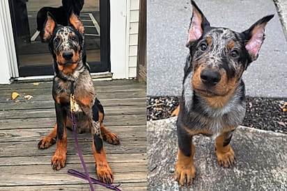 Filhote gigante? Com apenas 18 semanas, Goldryn já parece um cachorro adulto – e a internet está apaixonada